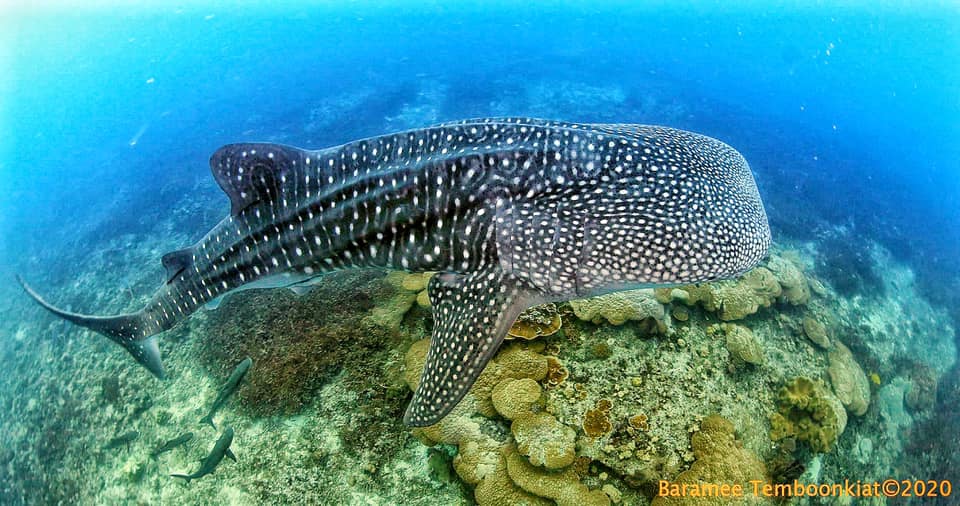 Losin by The manager