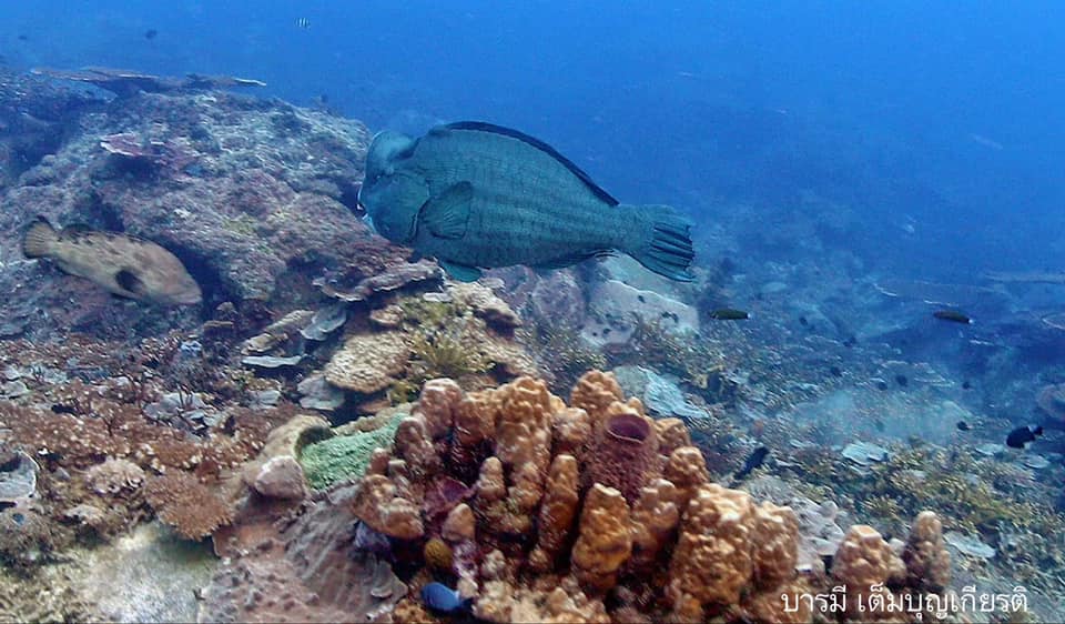 Losin by The manager